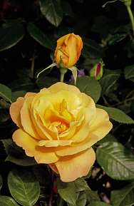 Rosiers