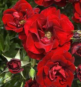 Rosiers