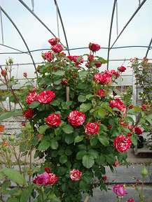 Rosiers