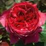 Rosiers