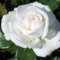 Rosiers