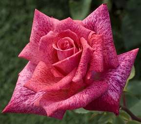 Rosiers