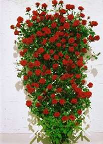 Rosiers
