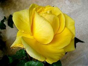 Rosiers