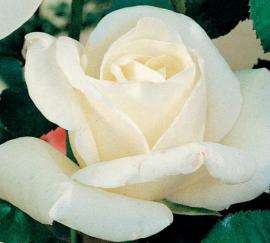 Rosiers