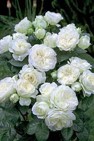 Rosiers