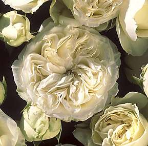 Rosiers