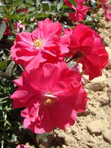 Rosiers