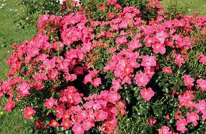 Rosiers