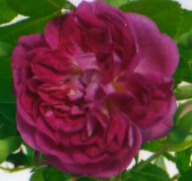 Rosier ALEXANDRE GIRAUD