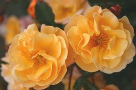Rosier CALIZIA