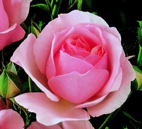 Rosier COTE JARDIN
