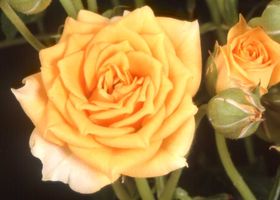 Rosier CLEMENTINE