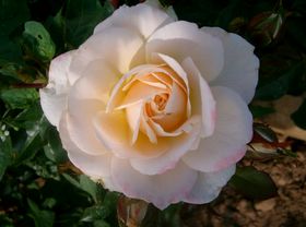 Rosier COMPOSTELLE