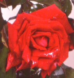 Rosier ENA HARKNESS