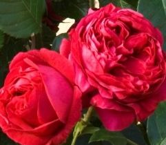 Rosier ERIC TABARLY
