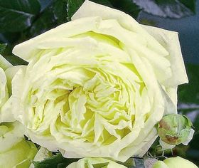 Rosier L&rsquo;ALCAZAR