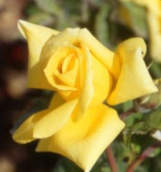 Rosier LANDORA