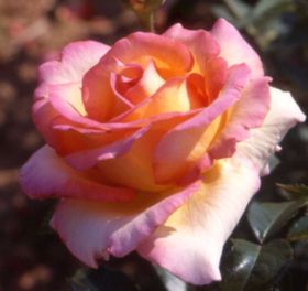 Rosier JULES VERNE