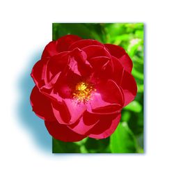 Rosier KADORA