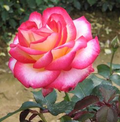 Rosier LEO FERRE