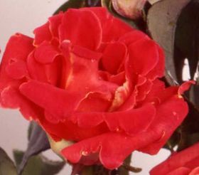 Rosier MOJAVE