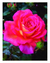 Rosier PARFUM DE GRASSE