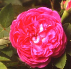 Rosier REINE DES VIOLETTES