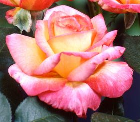 Rosier ROXANE