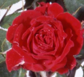 Rosier RED RASCAL
