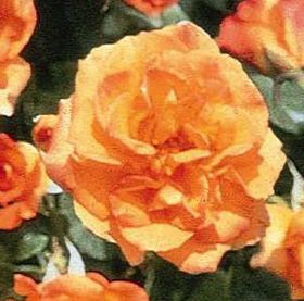 Rosier SAHARA