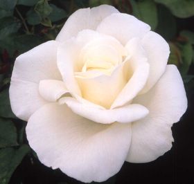 Rosier THERESE DE LISIEUX