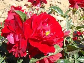 Rosier AUSTRIANA