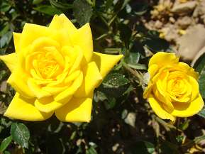 Rosier BIJOU D'OR
