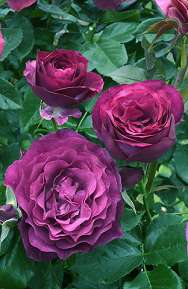 Rosier BLUE EDEN