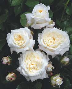 Rosier CHAMPOLLION