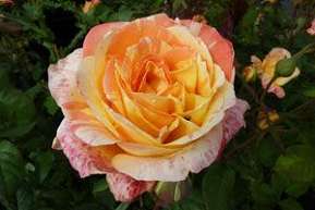 Rosier FESTIROSE
