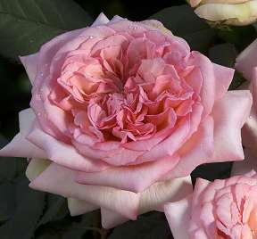 Rosier GEORGE SAND