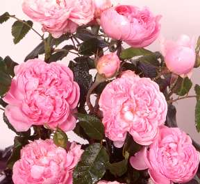 Rosier MADAME ISAAC PEREIRE