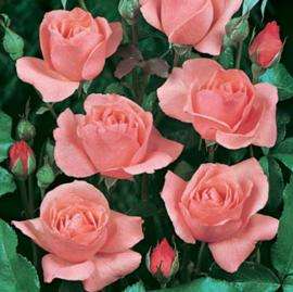Rosier QUEEN ELISABETH