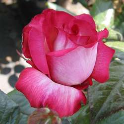 Rosier PASCAL SEVRAN