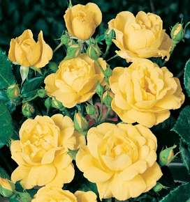 Rosier GOLDEN DELIGHT