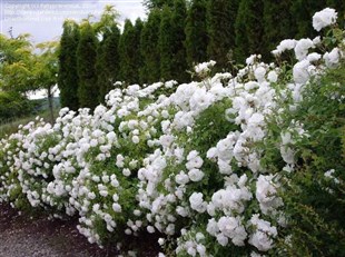 Les différentes variétés de rosiers et leurs utilisations