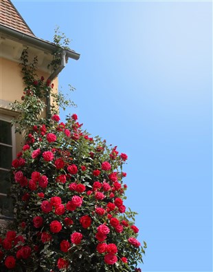 Les rosiers grimpants ont-ils beaucoup de fleurs ?