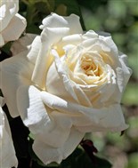 ARIANE DE ROTHSCHILD® Rosier buisson à grandes fleurs