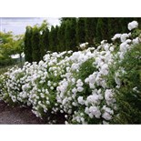 ICEBERG Buisson Rosier buisson à fleurs groupées