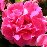 LE POTAGER DU ROI® Rosier buisson à grandes fleurs