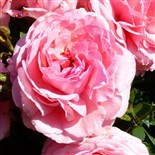 PRINCESSE GABRIELLA DE MONACO ® Rosier buisson à fleurs groupées