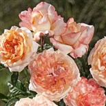 ROSE DE ST GEORGES® Rosier buisson à grandes fleurs