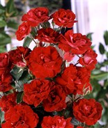 ROSE DE CAHORS® Rosier buisson à fleurs groupées